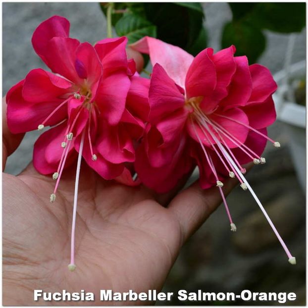 Marbeller-Salmon-Orange - Fuchsia 2022