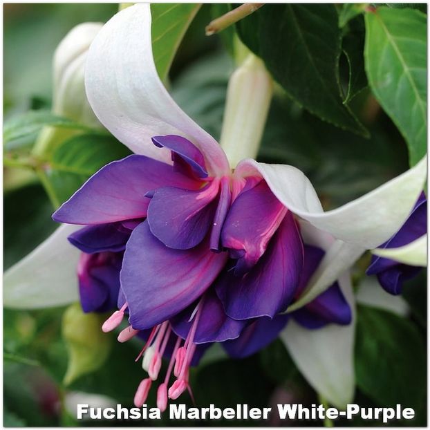 Marbeller-White-Purple - Fuchsia 2022