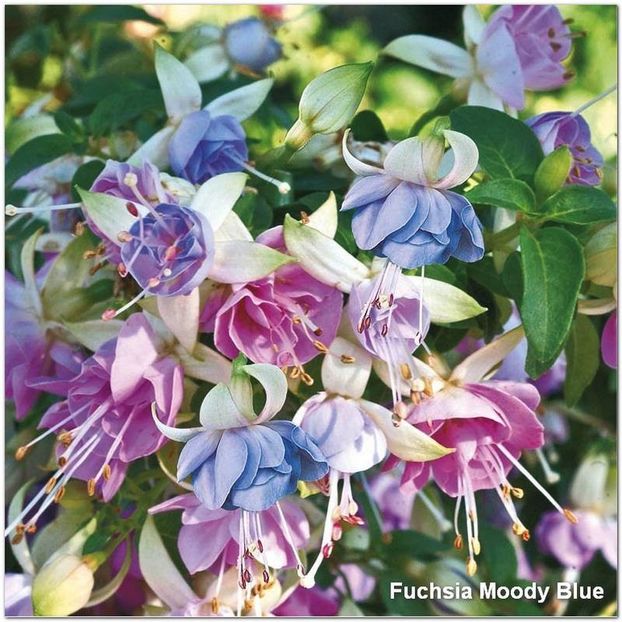 Moody-Blues - Fuchsia 2022