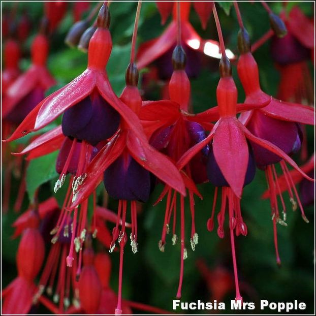 Mrs-Popple - Fuchsia 2022
