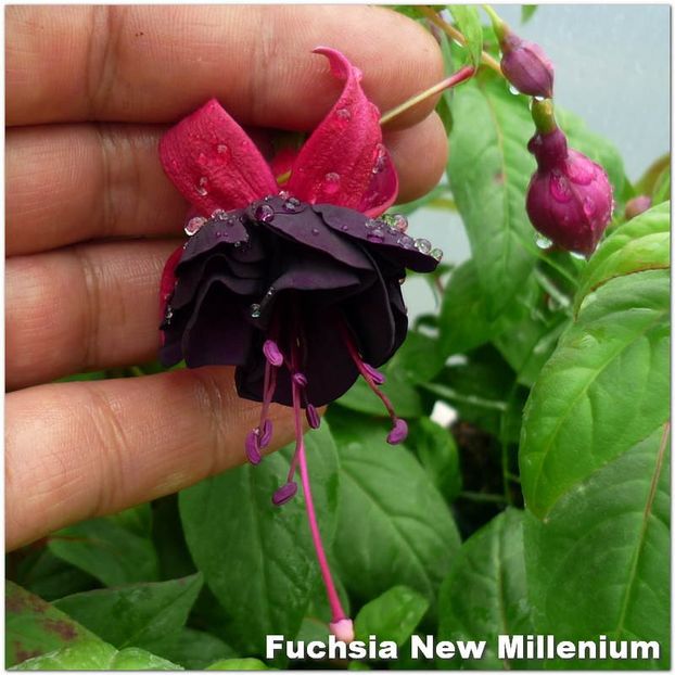 New-Millenium - Fuchsia 2022