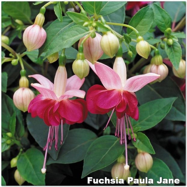 Paula-Jane - Fuchsia 2022