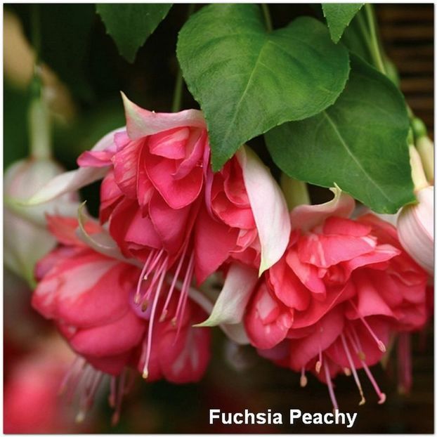 Peachy - Fuchsia 2022