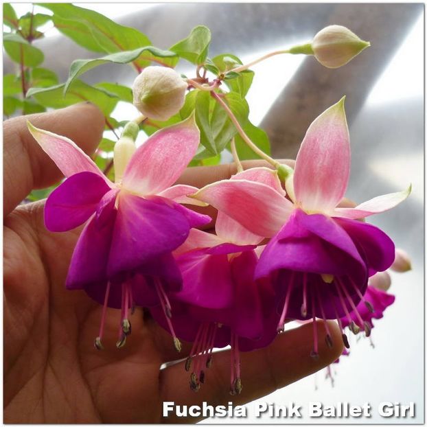 Pink-Ballet-Girl - Fuchsia 2022