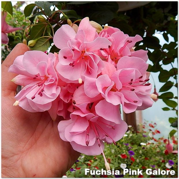 Pink-Galore2 - Fuchsia 2022