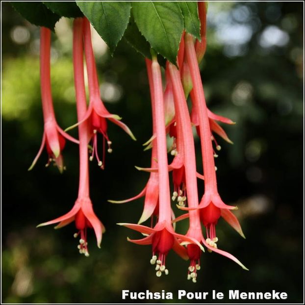 Pour-le-Menneke - Fuchsia 2022