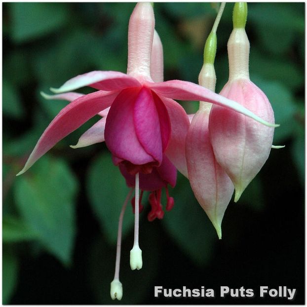 Puts-Folly - Fuchsia 2022