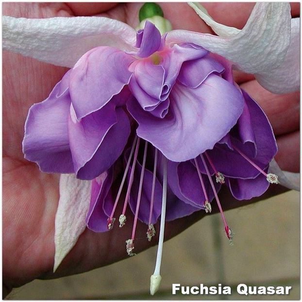 Quasar - Fuchsia 2022