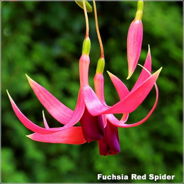 Red-Spider - Fuchsia 2022