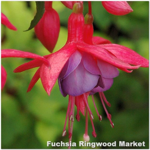 Ringwood-Market - Fuchsia 2022