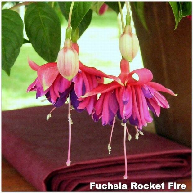 Rocket_Fire - Fuchsia 2022