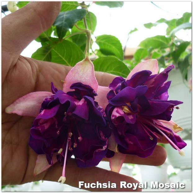 Royal-Mosaic - Fuchsia 2022