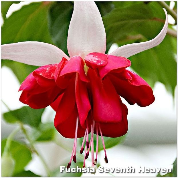 Seventh-Heaven - Fuchsia 2022