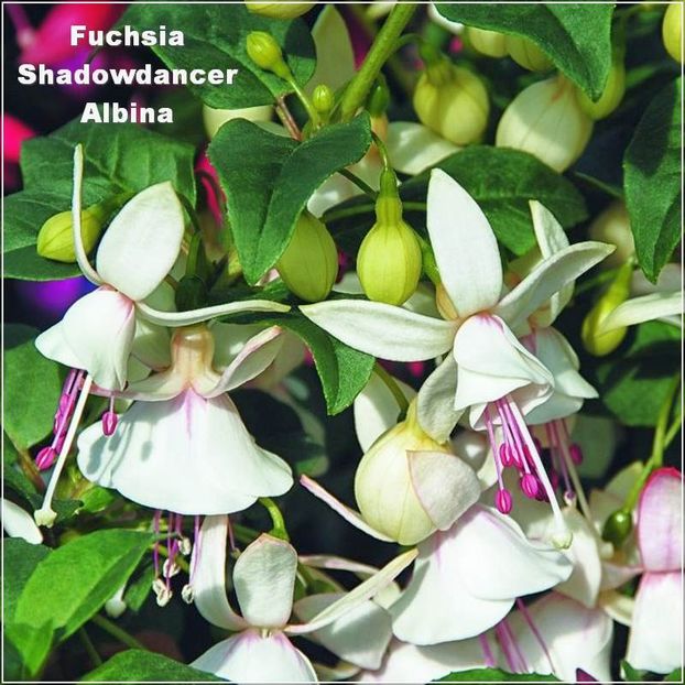 Shadowdancer-Albina - Fuchsia 2022