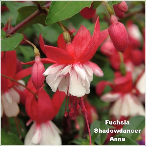 Shadowdancer-Anna - Fuchsia 2022