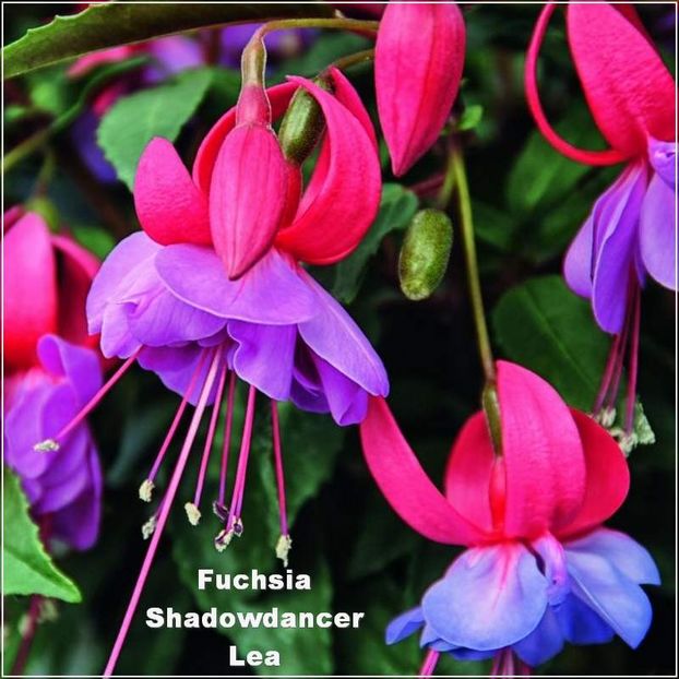 Shadowdancer-Lea - Fuchsia 2022