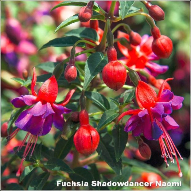 Shadowdancer-Naomi - Fuchsia 2022