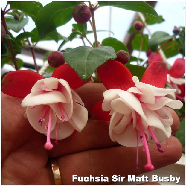 Sir-Matt-Busby - Fuchsia 2022