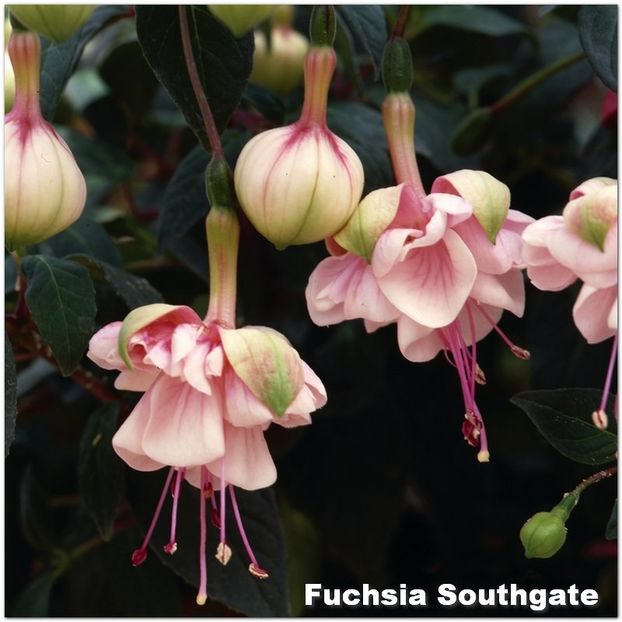 Southgate - Fuchsia 2022