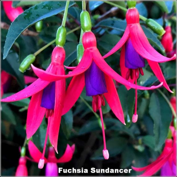 Sundancer - Fuchsia 2022
