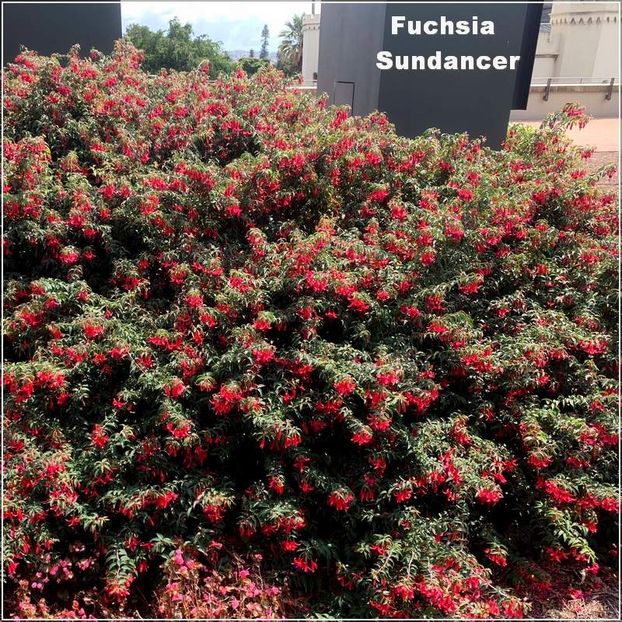 Sundancer2 - Fuchsia 2022