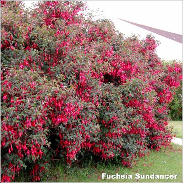 Sundancer3 - Fuchsia 2022