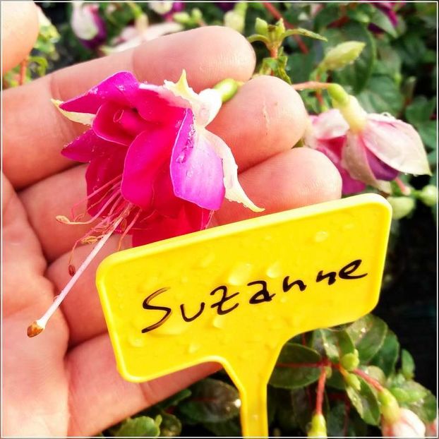 Suzanne (2) - Fuchsia 2022