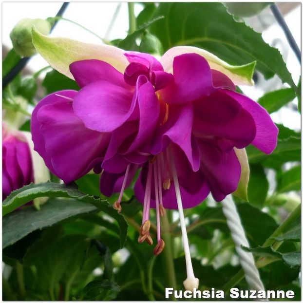 Suzanne - Fuchsia 2022