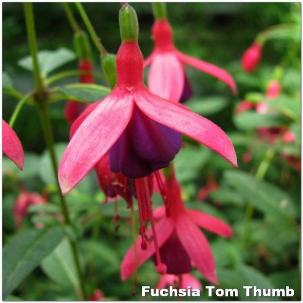 Tom_Thumb - Fuchsia 2022