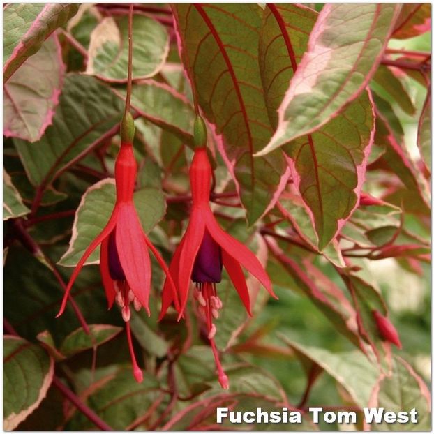 Tom-West - Fuchsia 2022