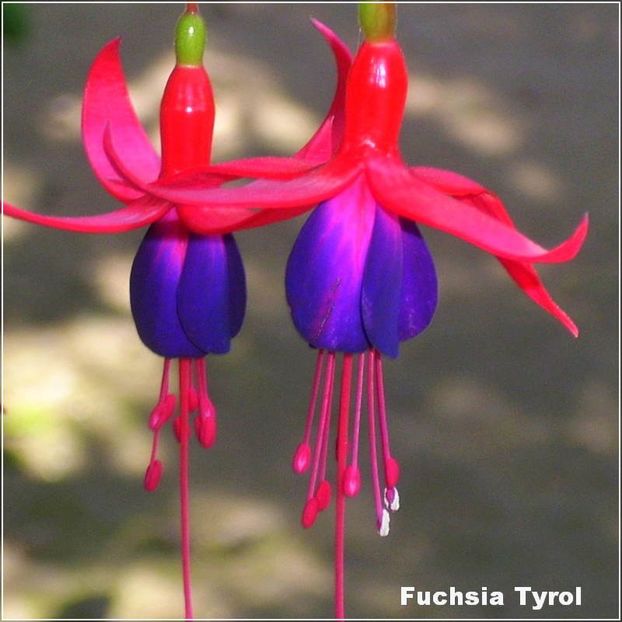 Tyrol - Fuchsia 2022