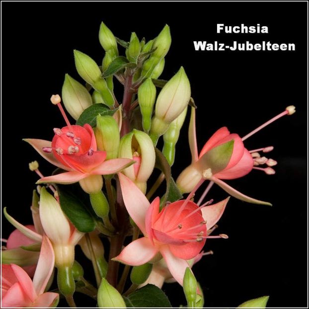 Walz-Jubelteen - Fuchsia 2022