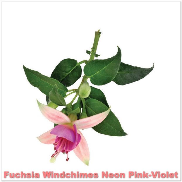 Windchimes-Neon-Pink-Violet - Fuchsia 2022