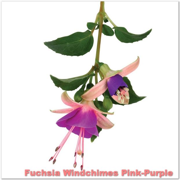 Windchimes-Pink-Purple - Fuchsia 2022