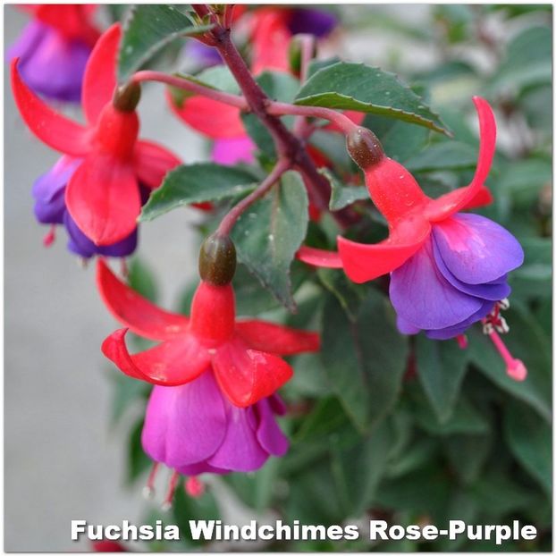 Windchimes-Rose-Purple - Fuchsia 2022