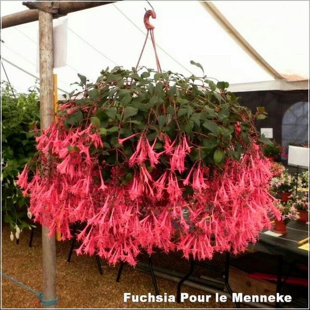 x-Fuchsia-Pour-le-Menneke-2 - Fuchsia 2022