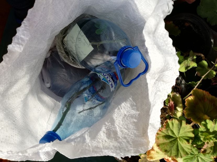 Manuel c. Si pompo, oxalis - Diverse 3