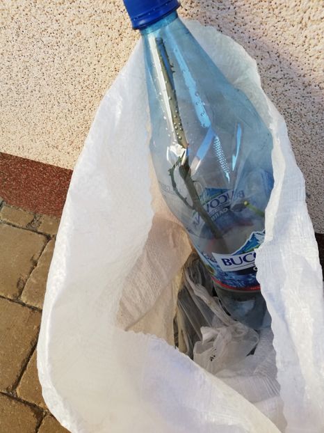 Pomponella vandut - Diverse 3