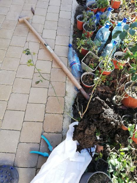 Pomponella vandut - Diverse 3