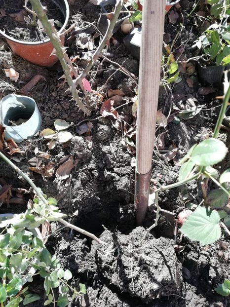 Pomponella vandut - Diverse 3