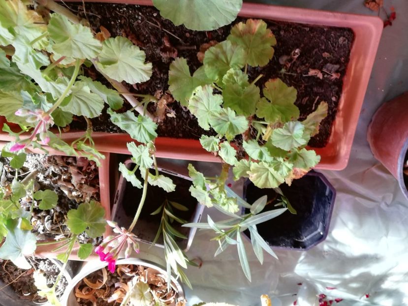  - Trandafiri la ghivece si plante dec la ghivece