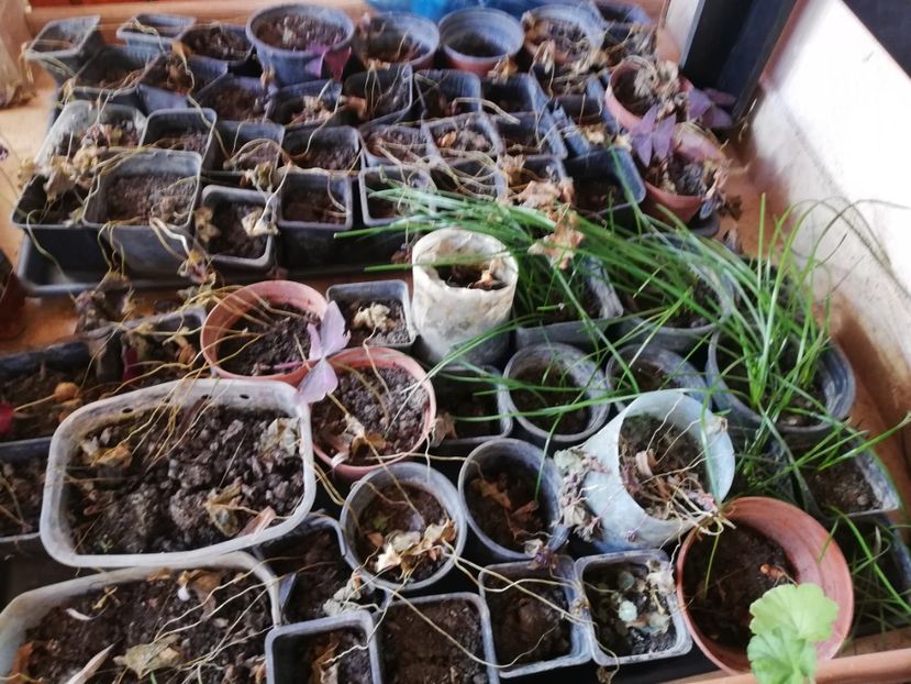 - Trandafiri la ghivece si plante dec la ghivece