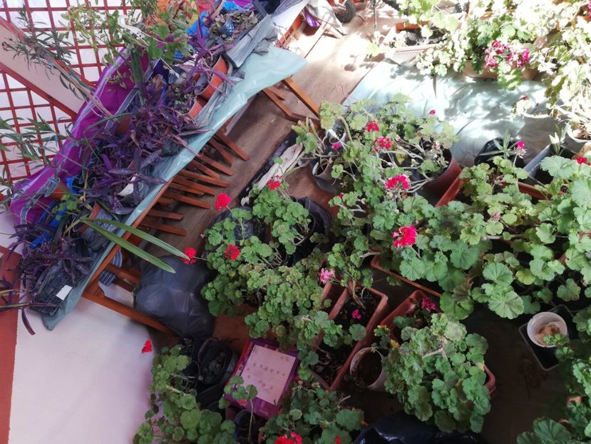  - Trandafiri la ghivece si plante dec la ghivece