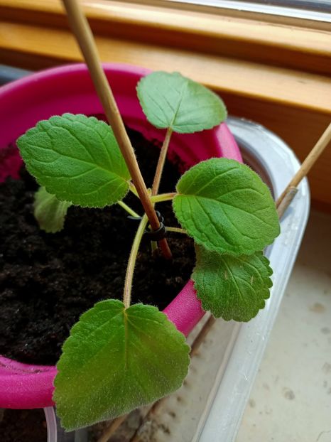 IMG.2022.01.20 - Renunț