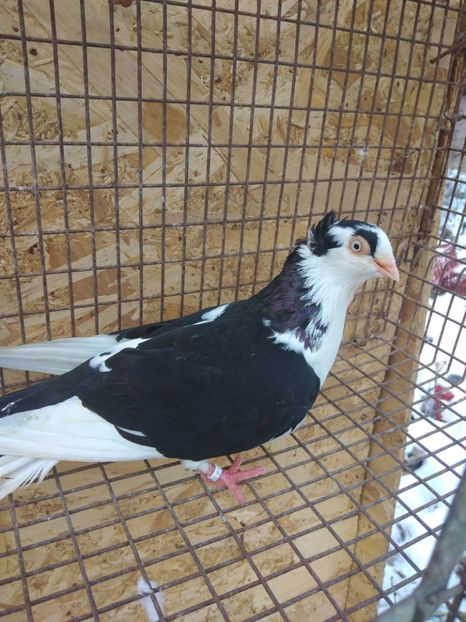 12445 femela 2021 - Jucători de galați