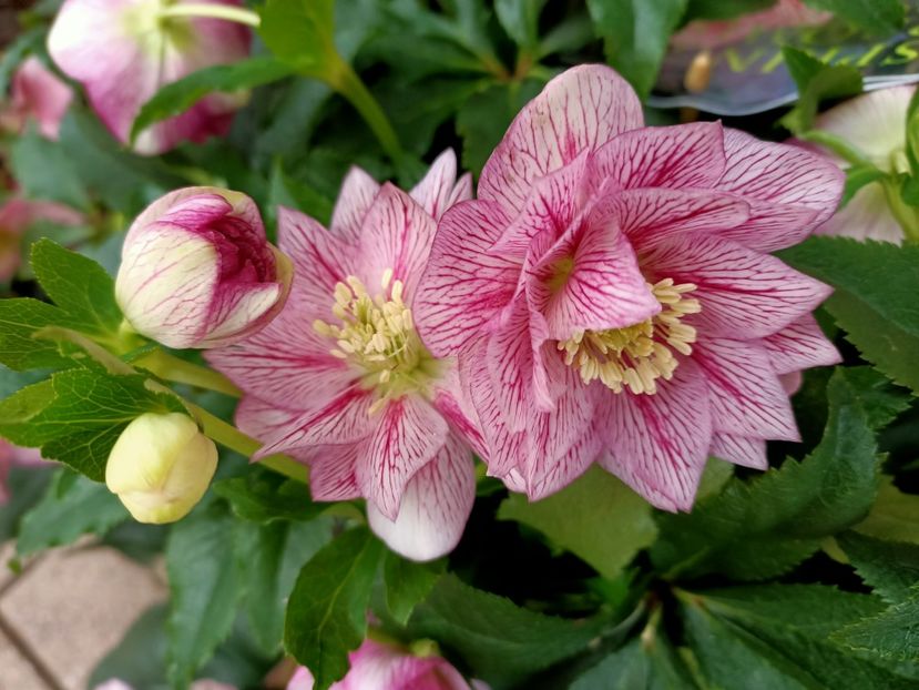 Img.2022.01.20 - 1 A Ai zâmbit azi?