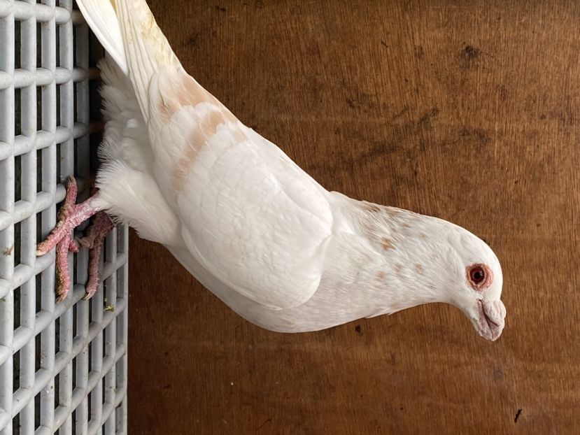 929D2986-4B7E-4187-A3D0-C4F1A752A979 - PORUMBEI DRAGONI