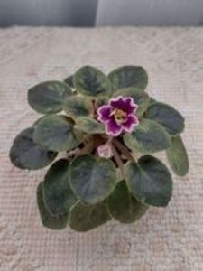 20 ian - NK Neznakomaya Zvezda