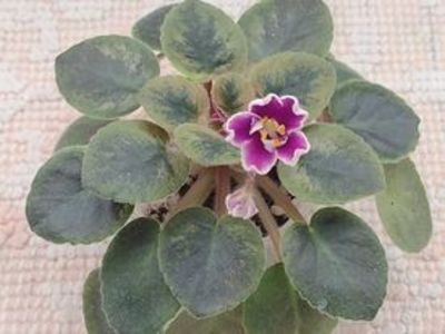 20 ian - NK Neznakomaya Zvezda