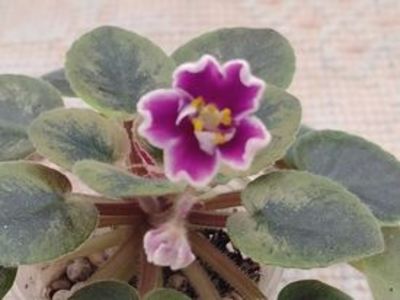 20 ian - NK Neznakomaya Zvezda